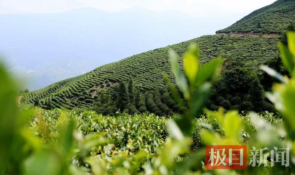 茶叶3.jpg