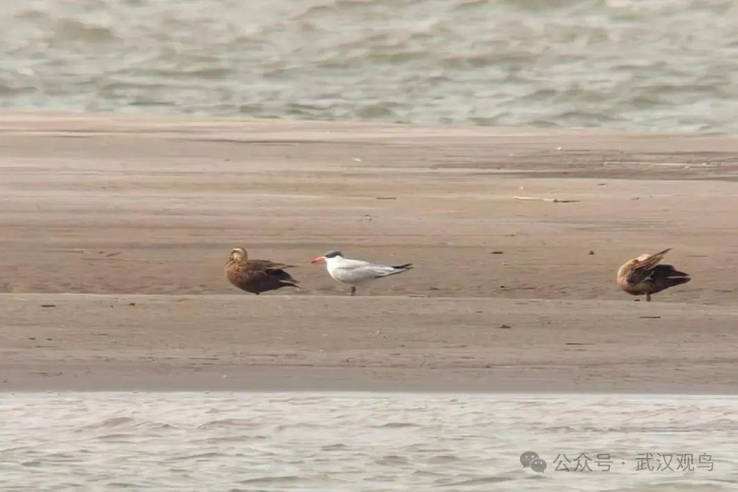 红嘴巨燕鸥 杨睿摄.jpg