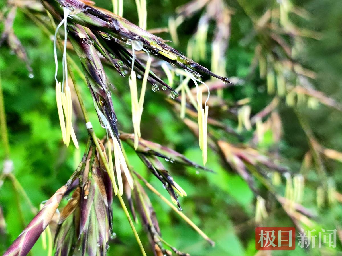 竹子开花2.png