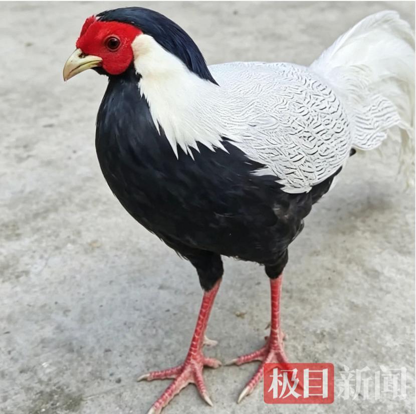 崇阳警民协力同心助力“白凤凰”重返山林 | 极目新闻