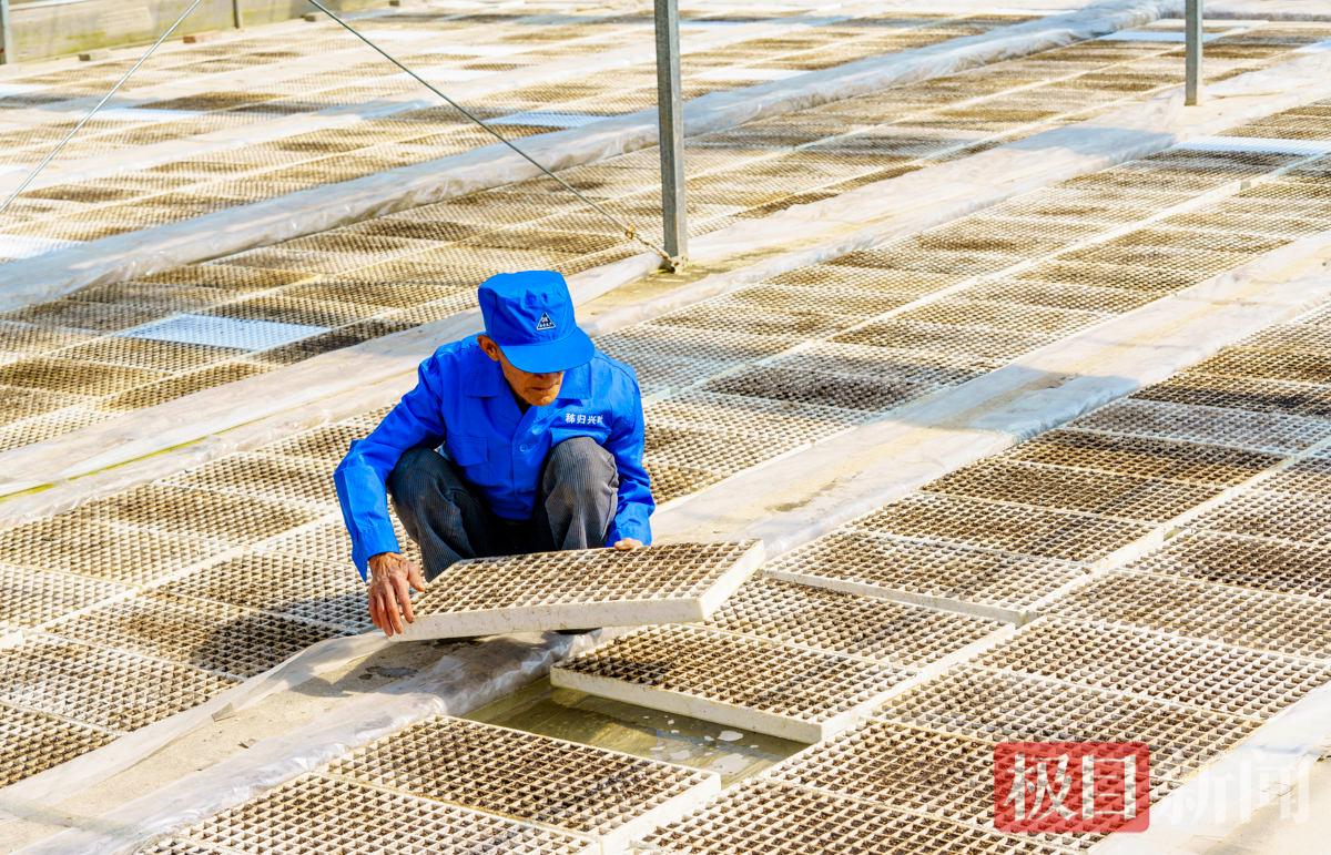 2026年3月13日，湖北省宜昌市秭归县磨坪乡柏家坪烟叶育苗大棚，工作人员检查烟苗生长情况。 周仕伟 摄.JPG