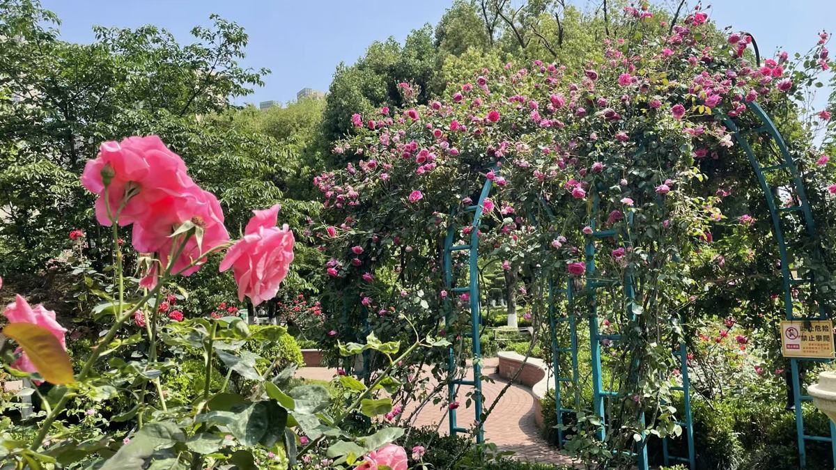 关山公园，月季盛情绽放.jpg