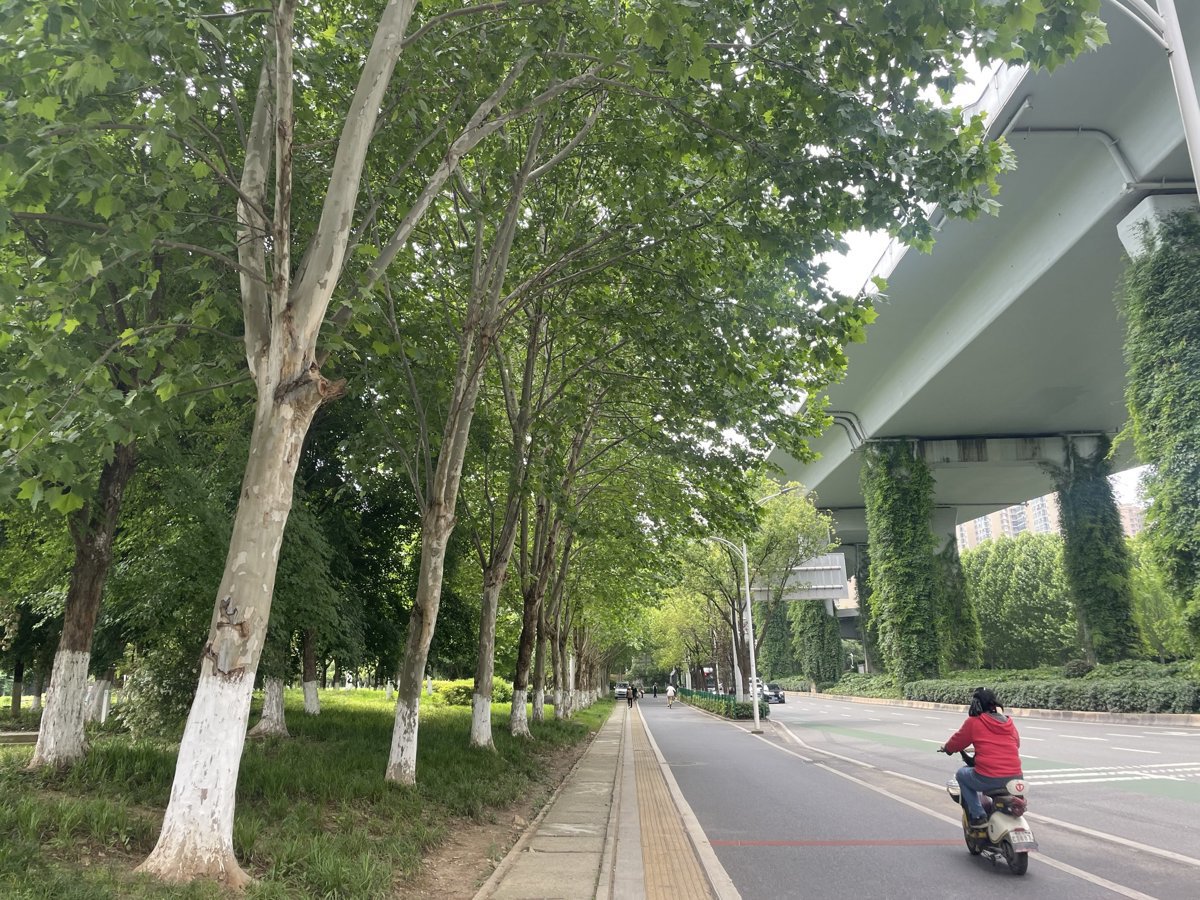 马鹦路法桐.jpg