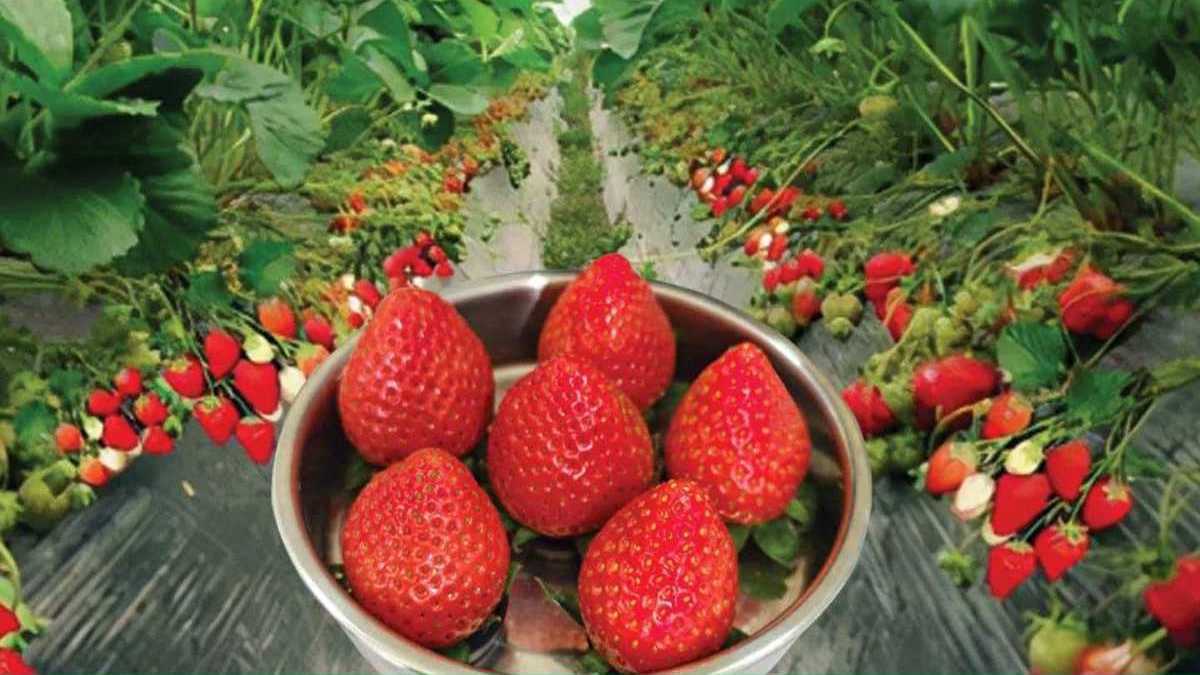 极目3·15丨每斤360元天价草莓背后的玄机：号称“牛奶灌溉”，专家称是个伪命题，浇了也白浇