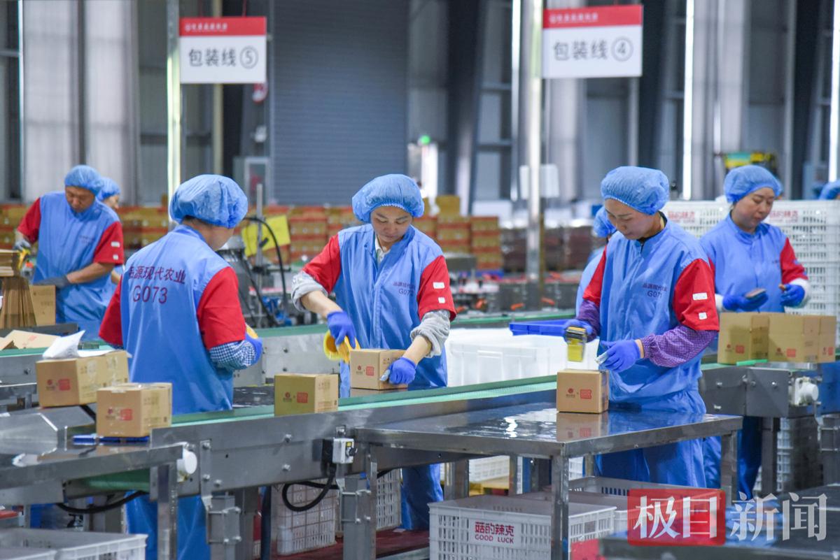 5月28日，湖北农发品源科技有限公司生产车间，工人在忙着打包封箱。（极目新闻记者 黄志刚 摄）.jpg