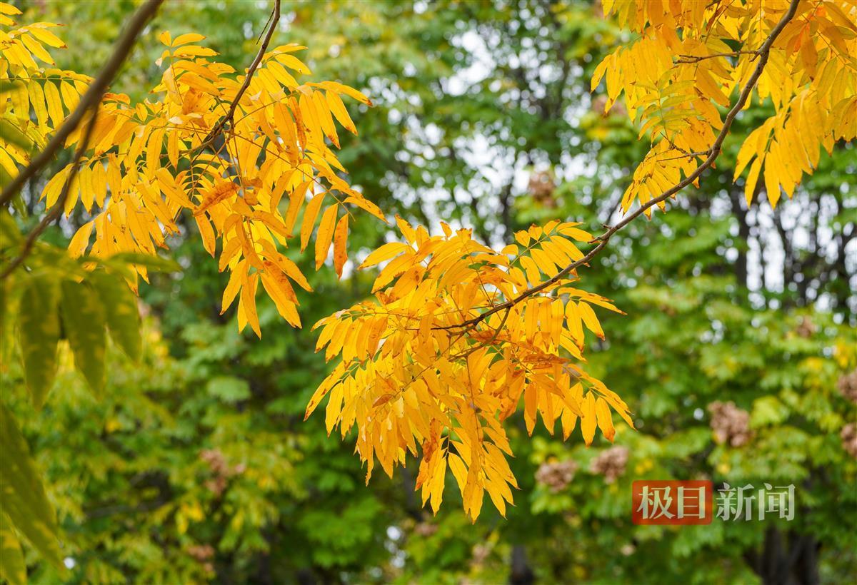 无患子树黄了,为沙湖公园添美 | 极目新闻