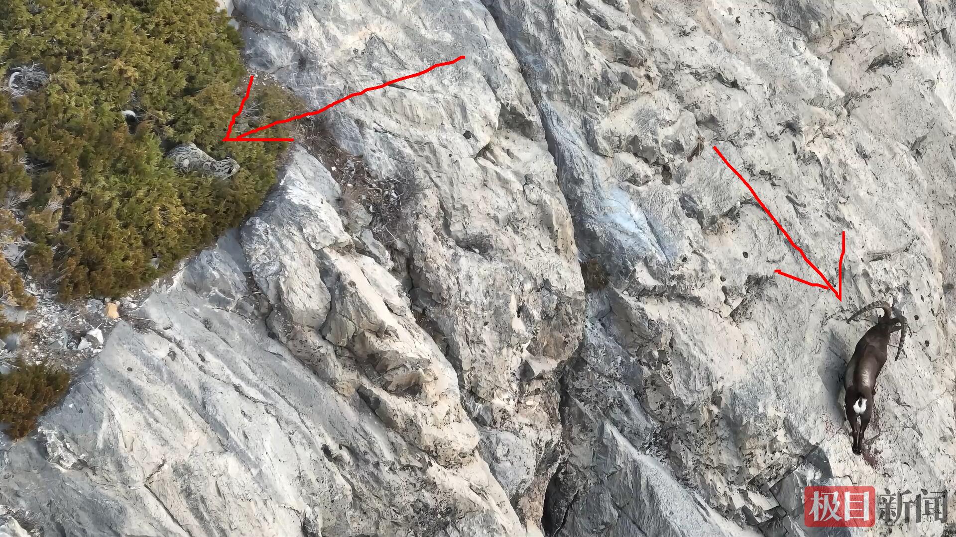 一头雪豹在山崖上伏击北山羊（视频截图）.jpg