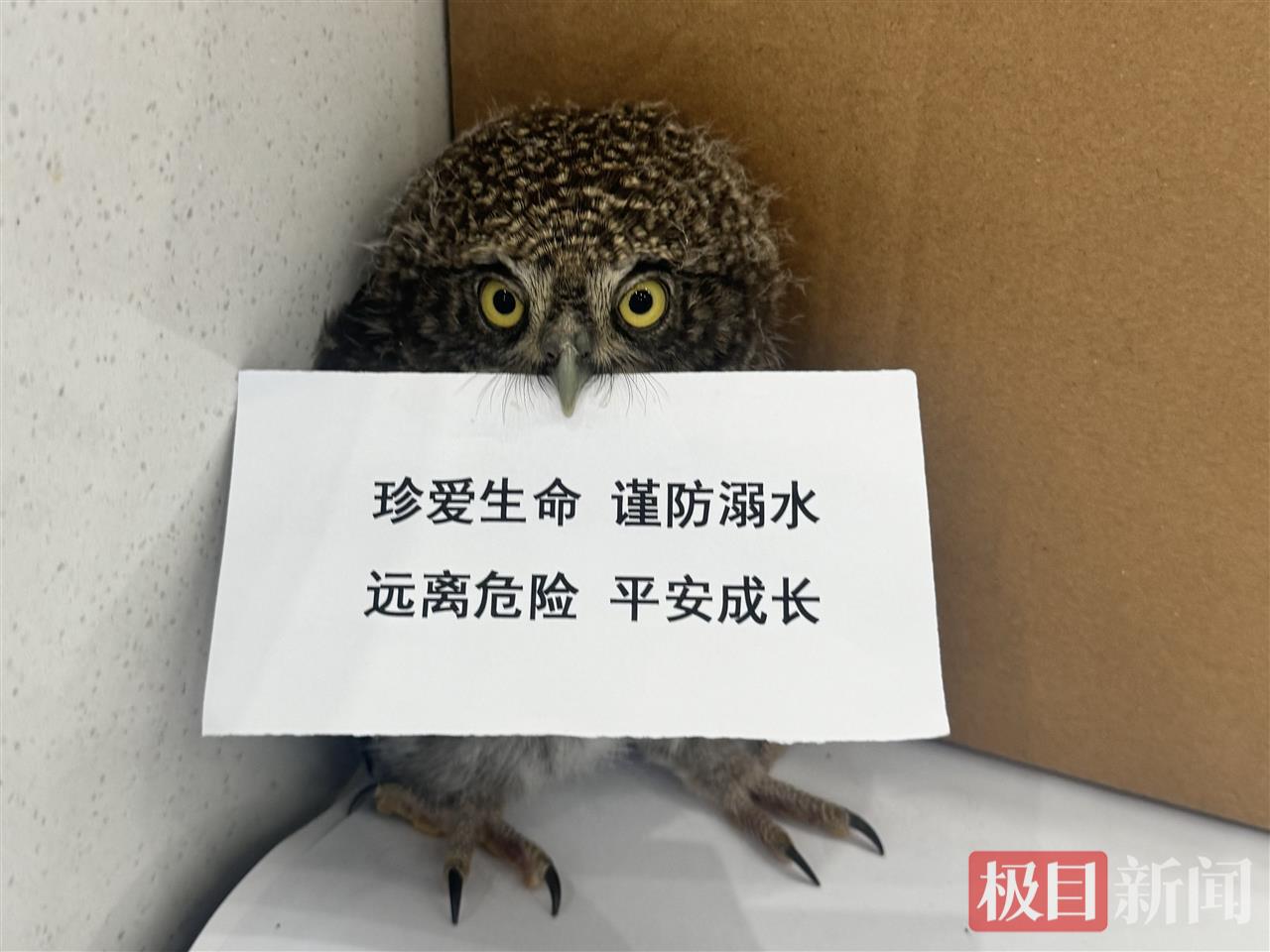 图二 猫头鹰当起安全宣传员.jpg