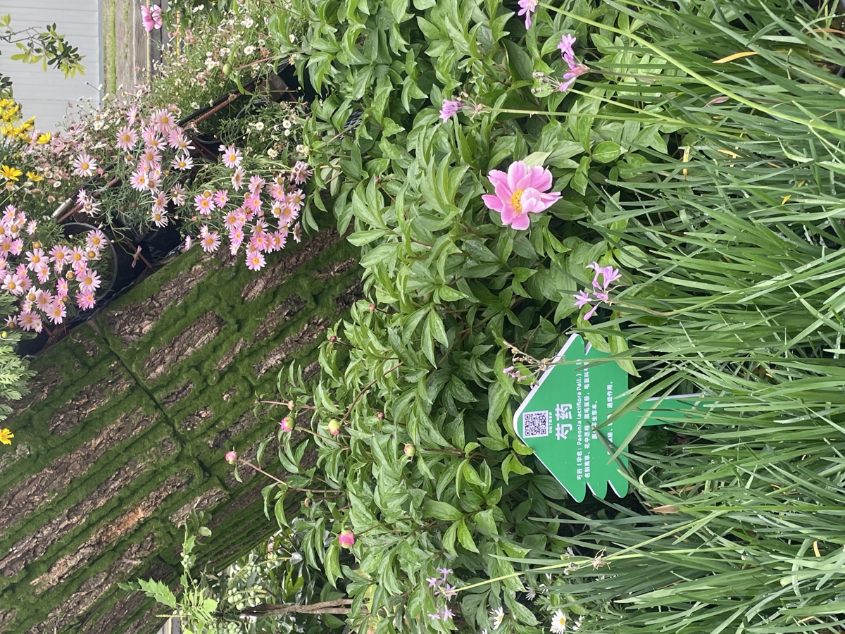 神农架园，单瓣芍药.jpg