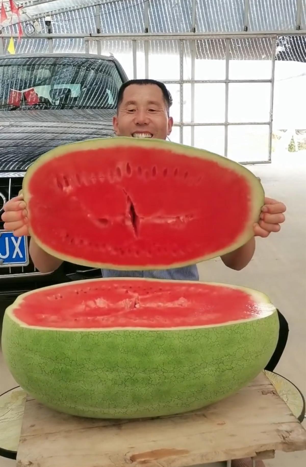 山东惊现92斤大西瓜瓜农每棵秧有10余平米生长空间