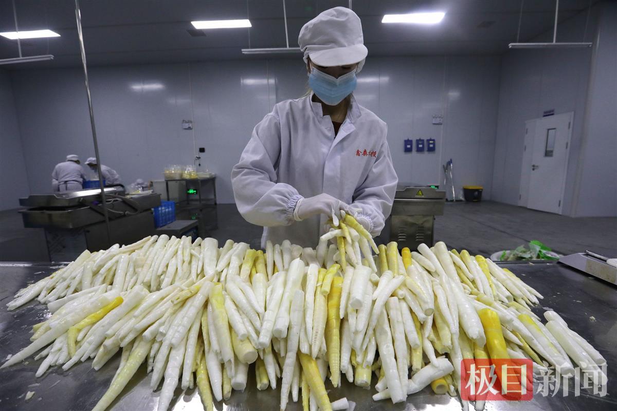 竹山林投公司鲜笋加工项目投产,日产能突破1.5万斤 | 极目新闻