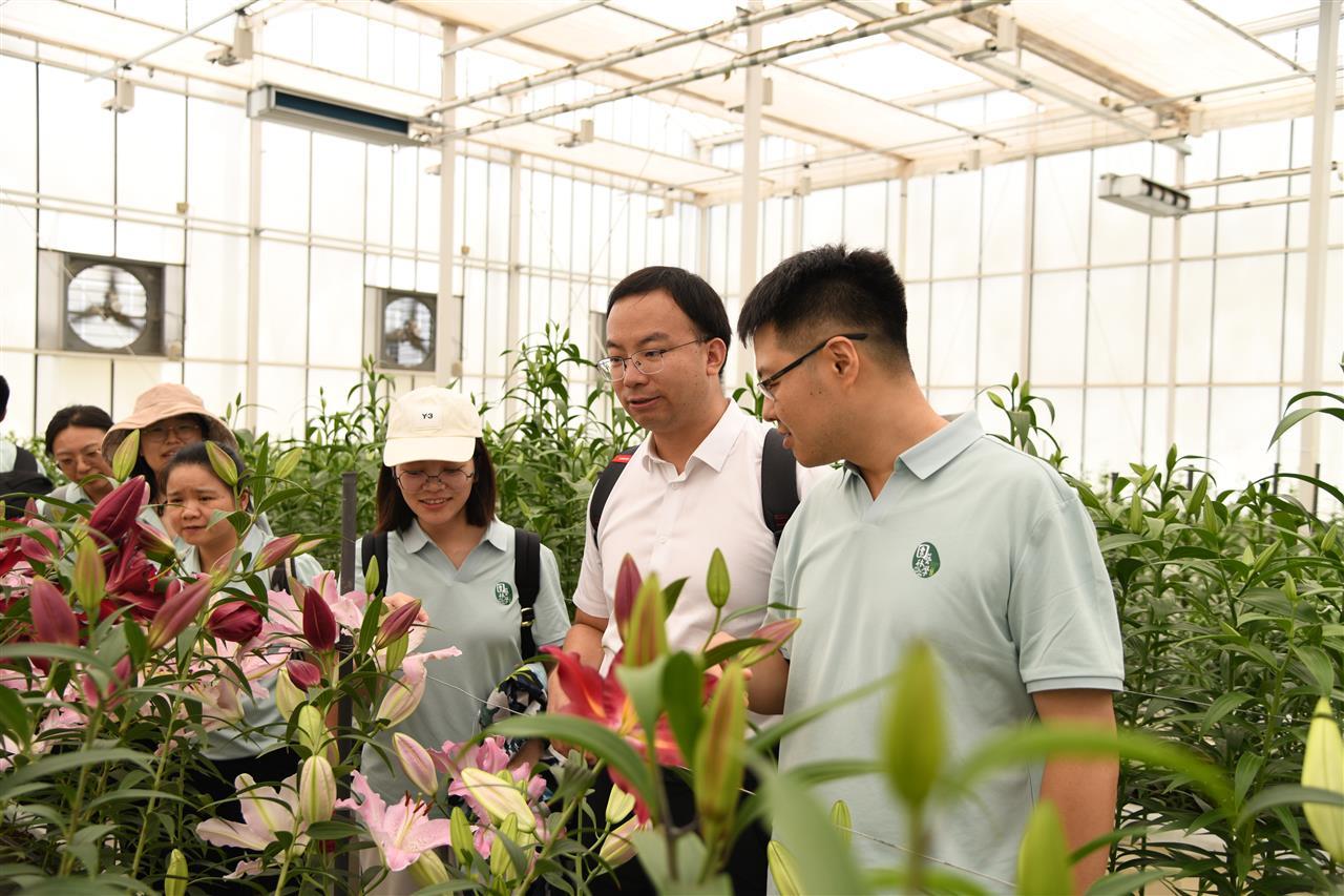 5 在现代化温室大棚，华中农大青年教师了解百合花品种选育情况（徐行 摄）.JPG