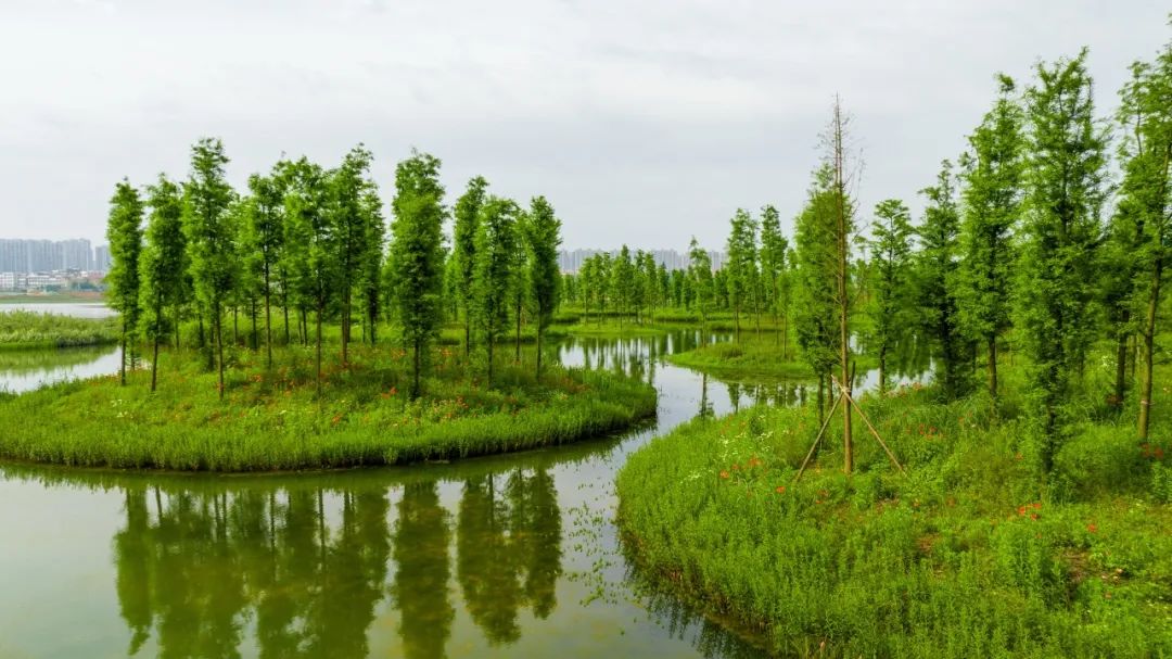 湿地公园美景描写图片