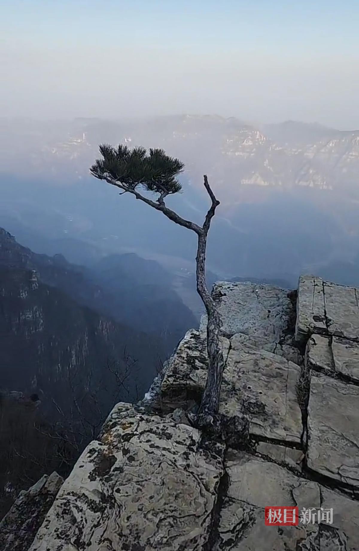 南太行红旗尖观景台网红独苗小松树没了，当地村民称已生长四五十年，怀疑被人偷挖，警方介入调查 | 极目新闻