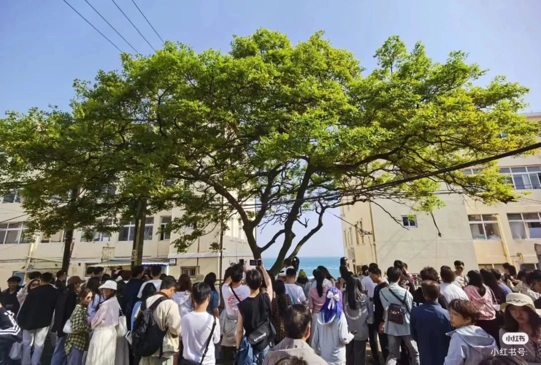 青岛这棵“孤独的树”爆火！当地居民：一年四季都排队，它哪里孤独？ | 极目新闻