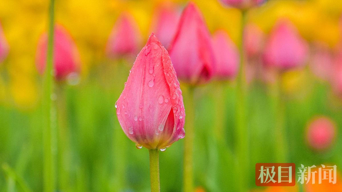 2026年3月17日，荆州古城金凤广场郁金香。 （黄志刚 摄）.jpg