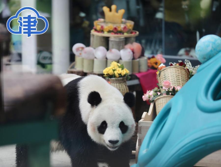 天津动物园回应游客带宠物狗看熊猫喜乐事件,禁止行为,已制止并教育当事人