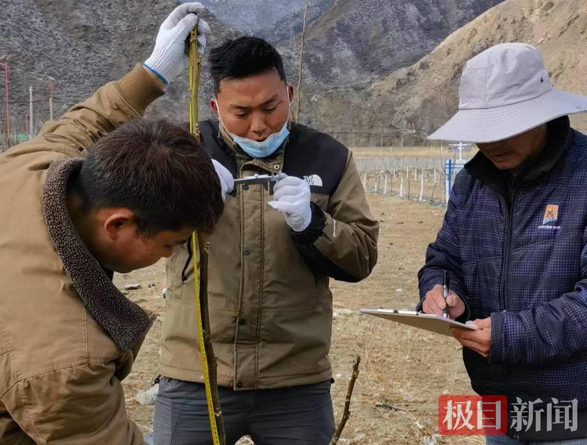 带领藏族学生测量核桃枝条的生长情况1.jpg
