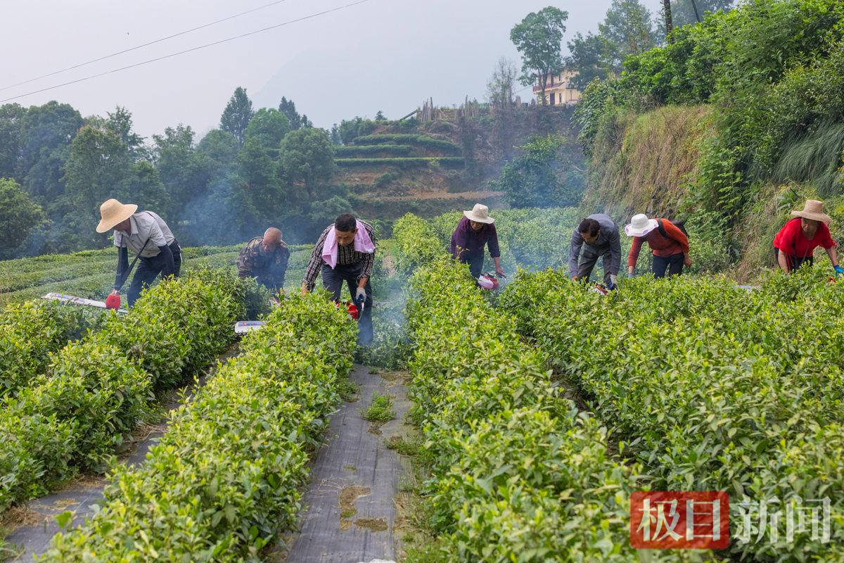 茶农们正在田间修剪茶树.jpg