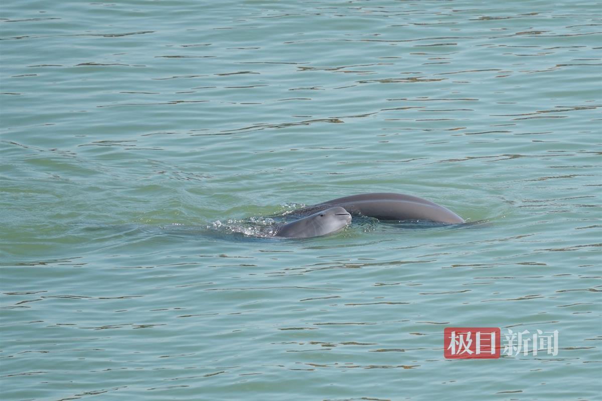 “水中大熊猫”江豚现身宜昌江段.jpg