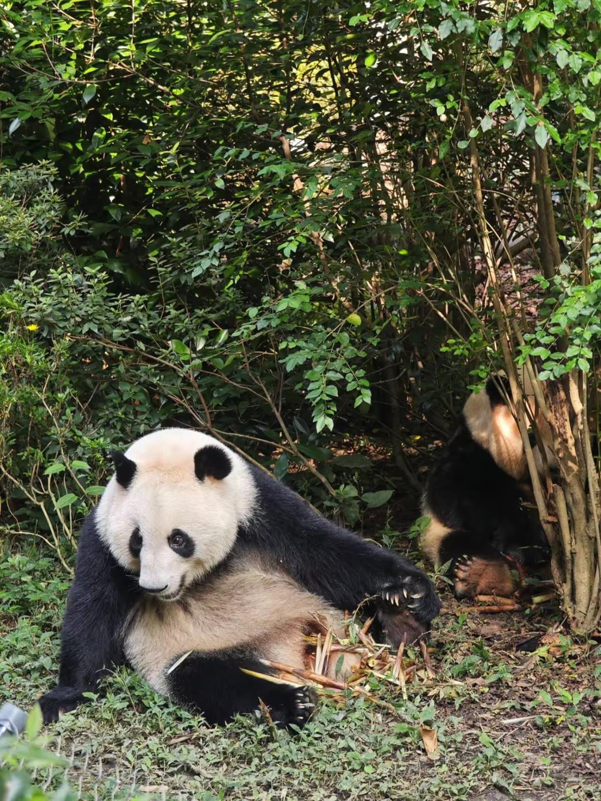 823b7a3e17b81a572341bcc410022f2f_720.jpg 823b7a3e17b81a572341bcc410022f2f_720.jpg