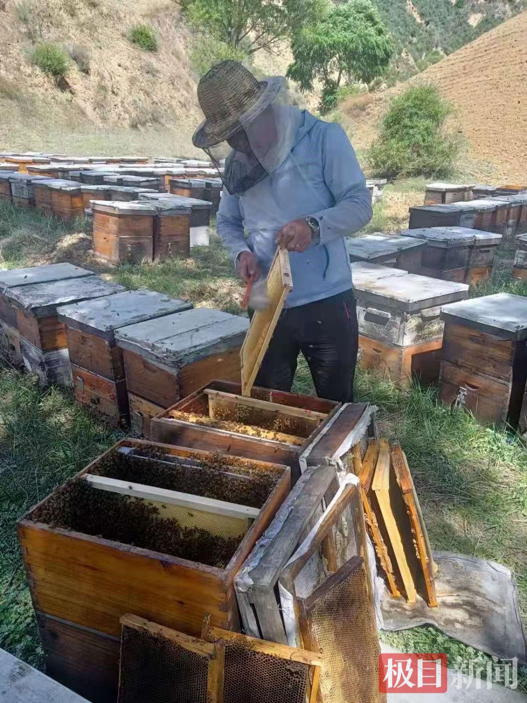 冯平安在检查蜂群.jpg