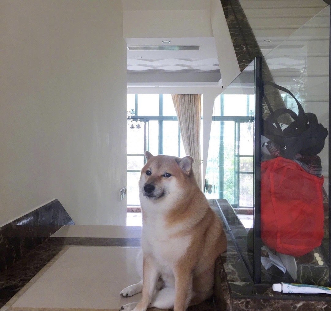 网络知名柴犬cheems去世,网友:原来用的表情包是它 | 极目新闻