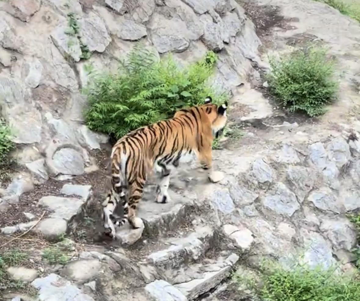 A557C00960BE0DCBC997035621D9516B.jpg A557C00960BE0DCBC997035621D9516B.jpg