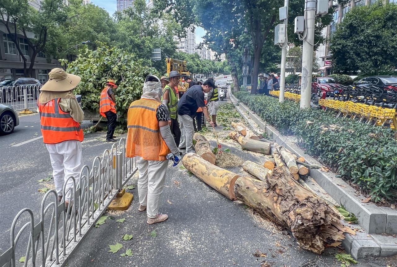 武昌街头梧桐树枝断裂倒地，一名外卖骑手被砸伤 | 极目新闻
