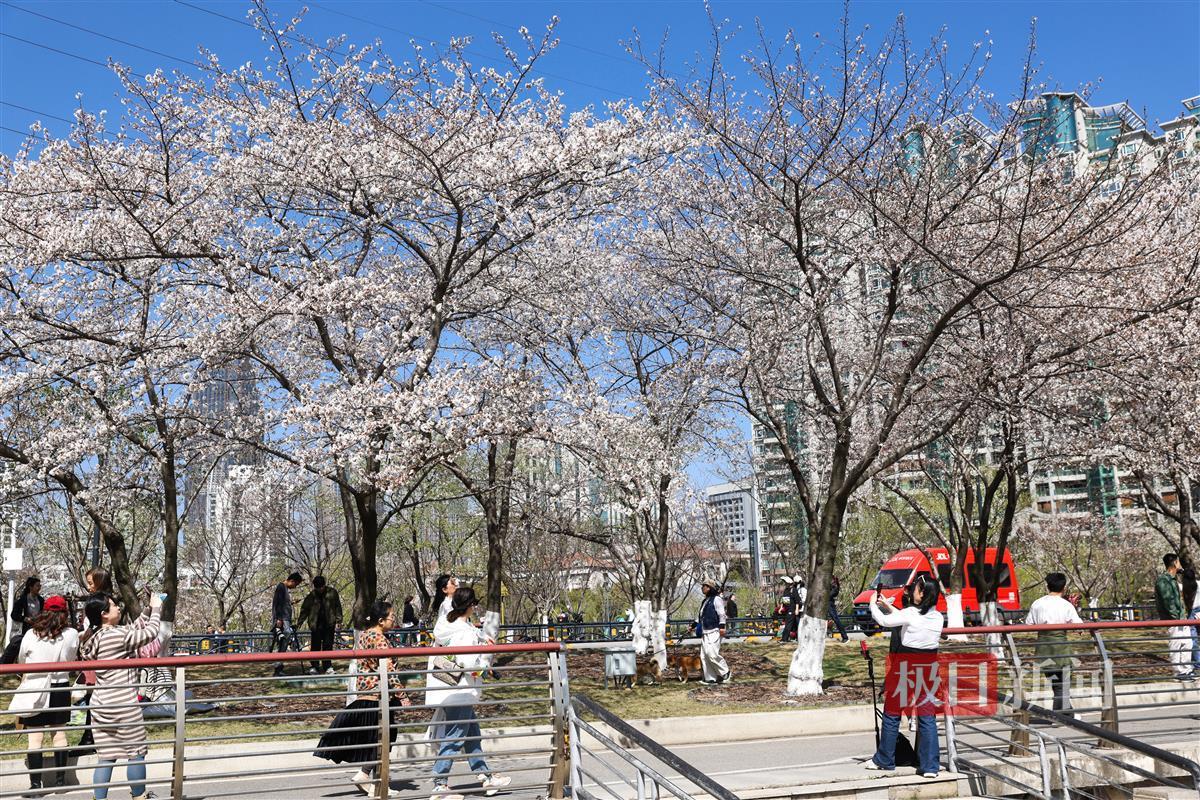 武汉市汉口西北湖公园千株樱花盛装迎客