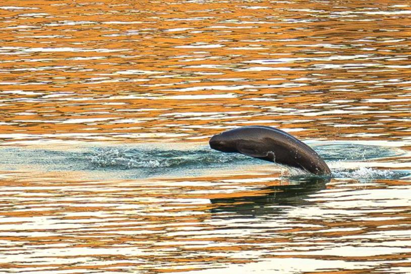 夕阳下江豚踏浪.jpg