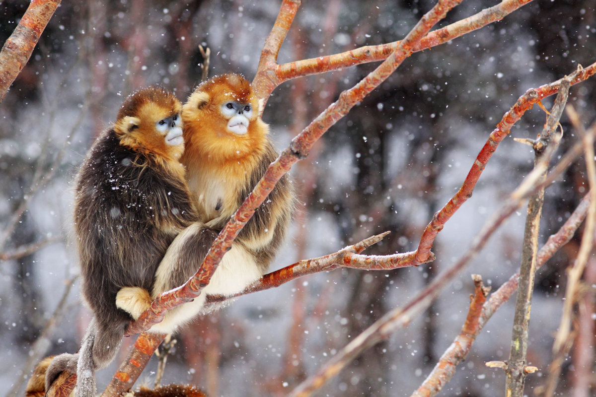 金丝猴雪中情（已调整，作者舒仁庆）.jpg