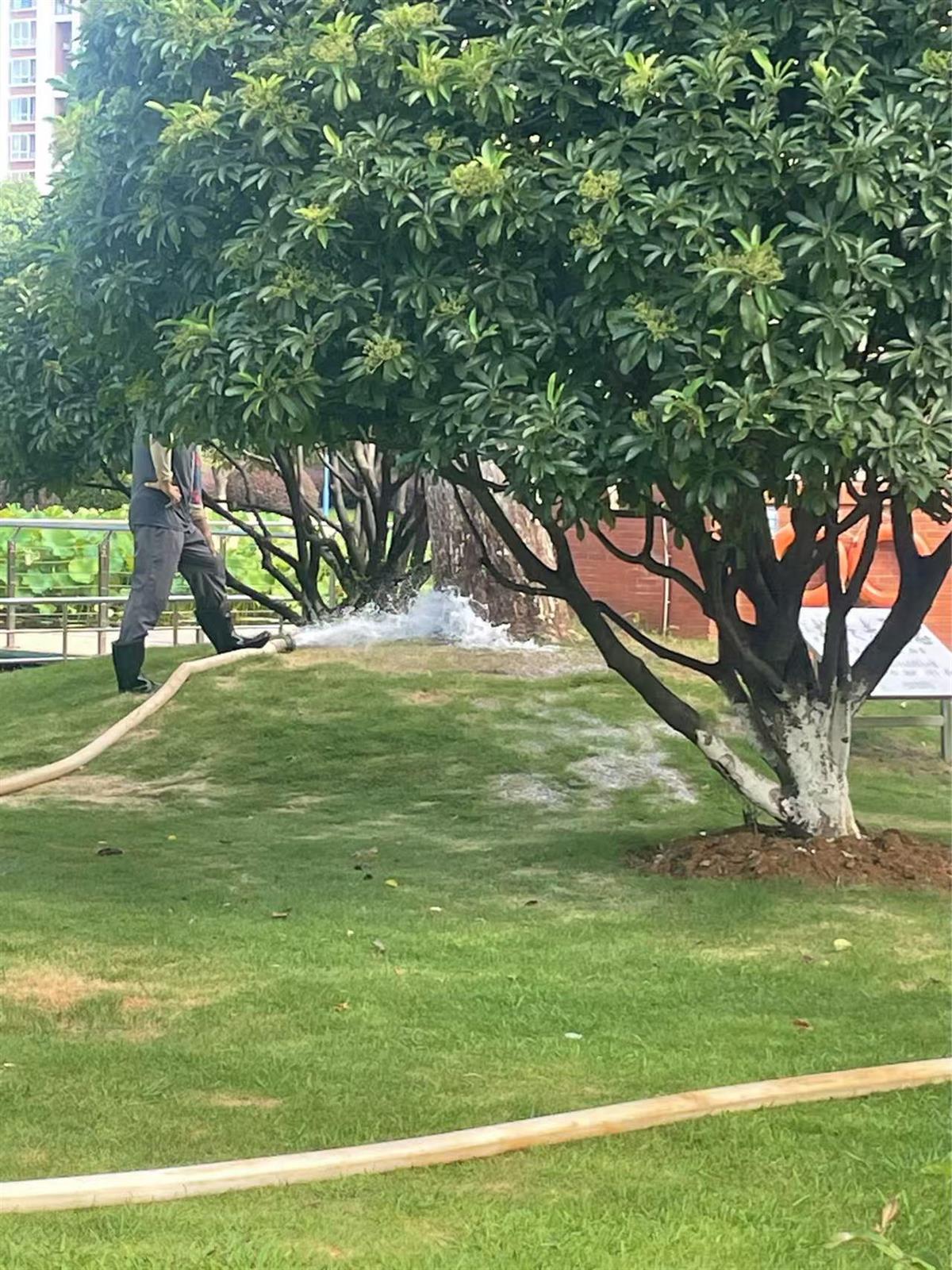 2、乔木，用水管朝树穴里浇水.jpg
