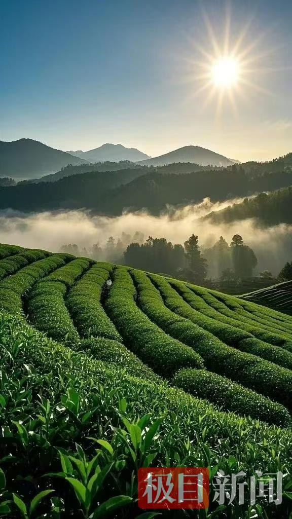 茶园.jpg 茶园.jpg