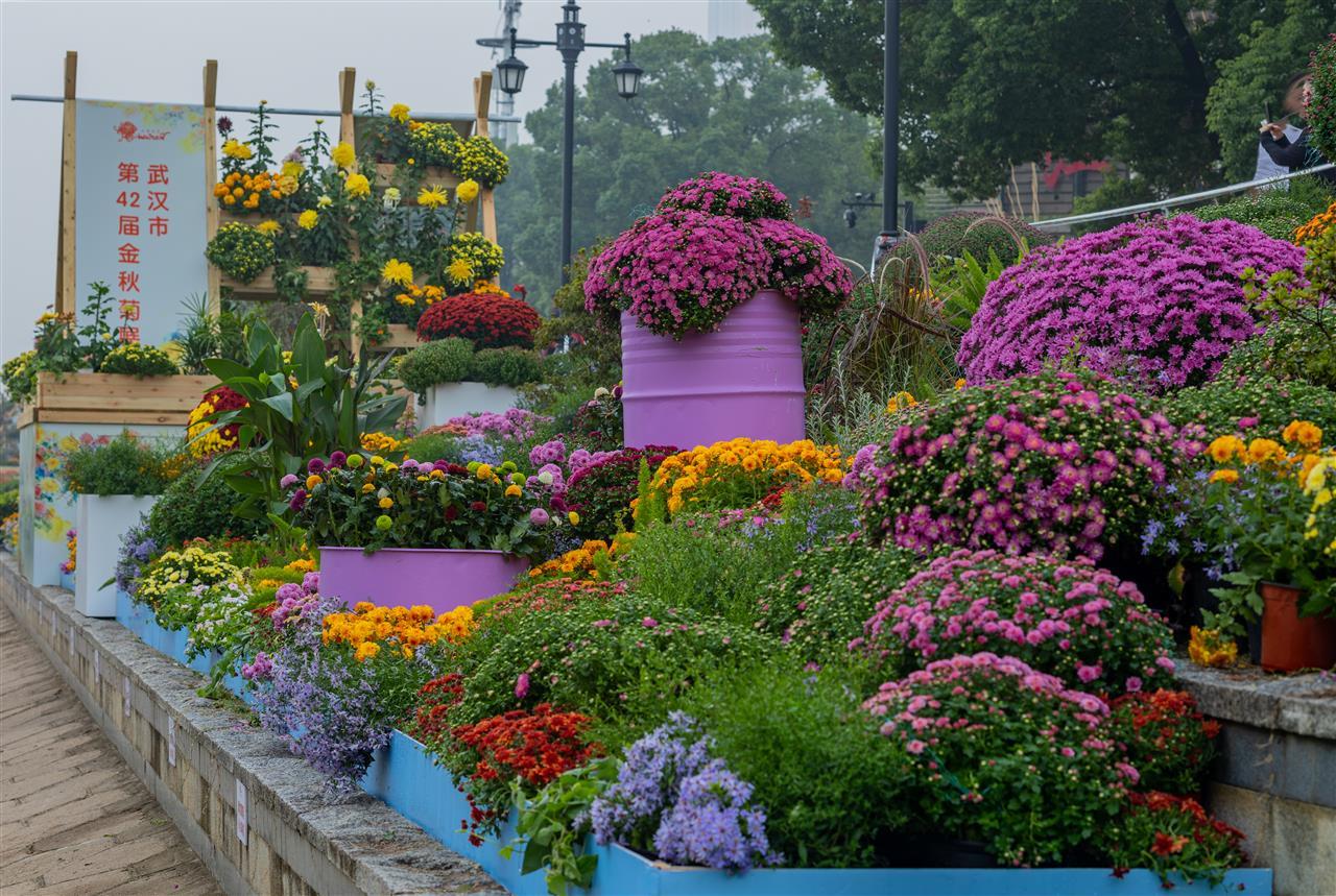 菊展花廊，色彩绚烂，错落有致.jpg