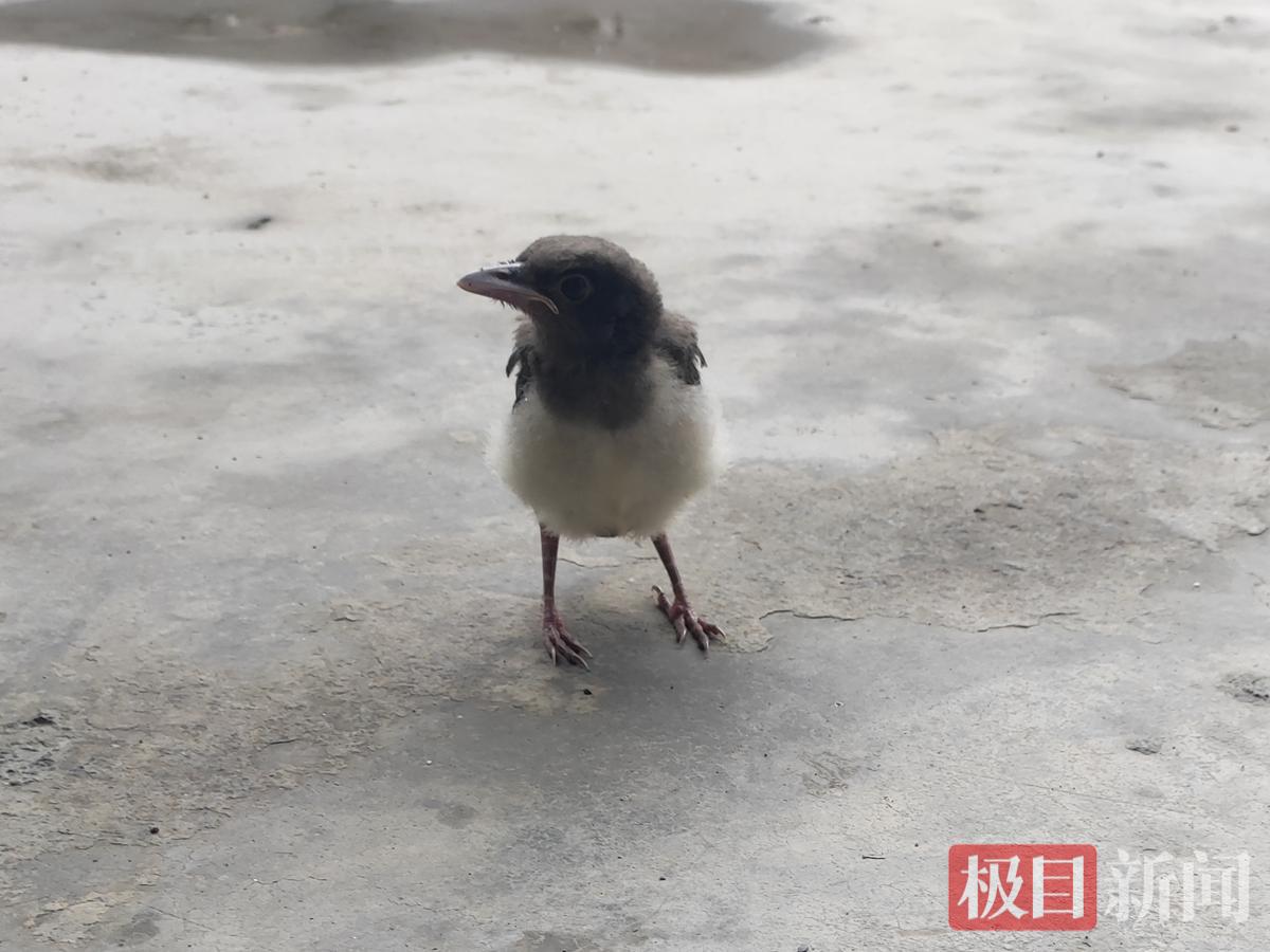 擦干绒毛的雏鸟状态良好.png