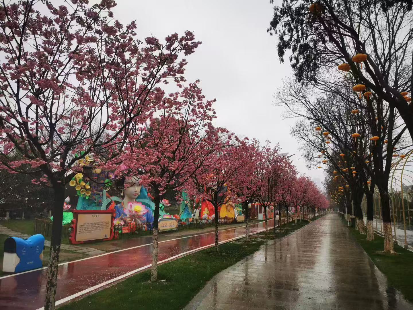 武汉园博园阳光樱期盼阳光 张文华摄.jpg