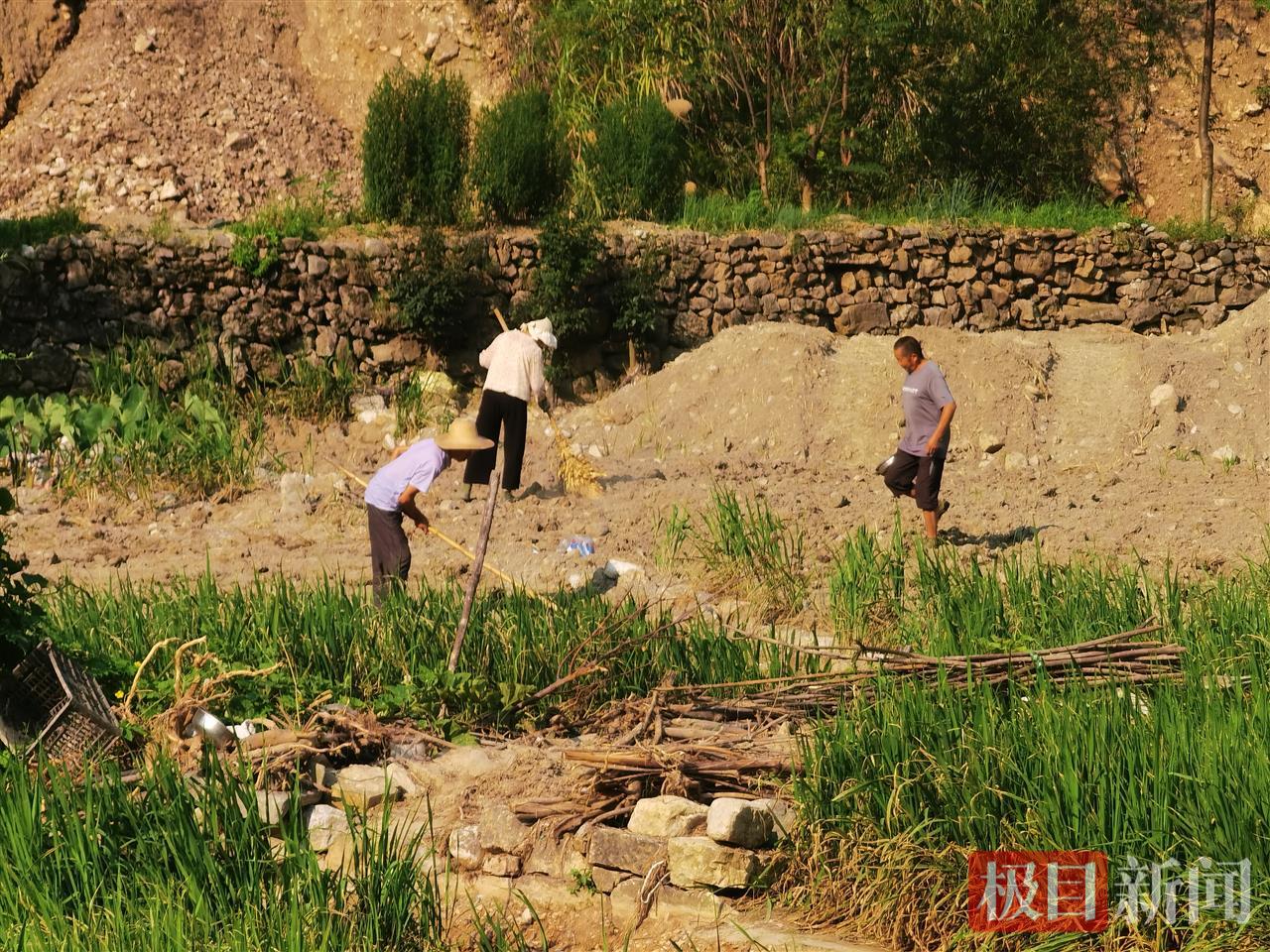 槐树.png 槐树.png