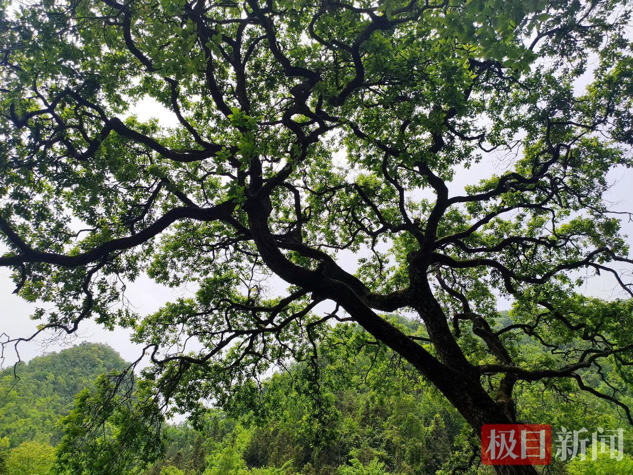 雷火柳树2.png