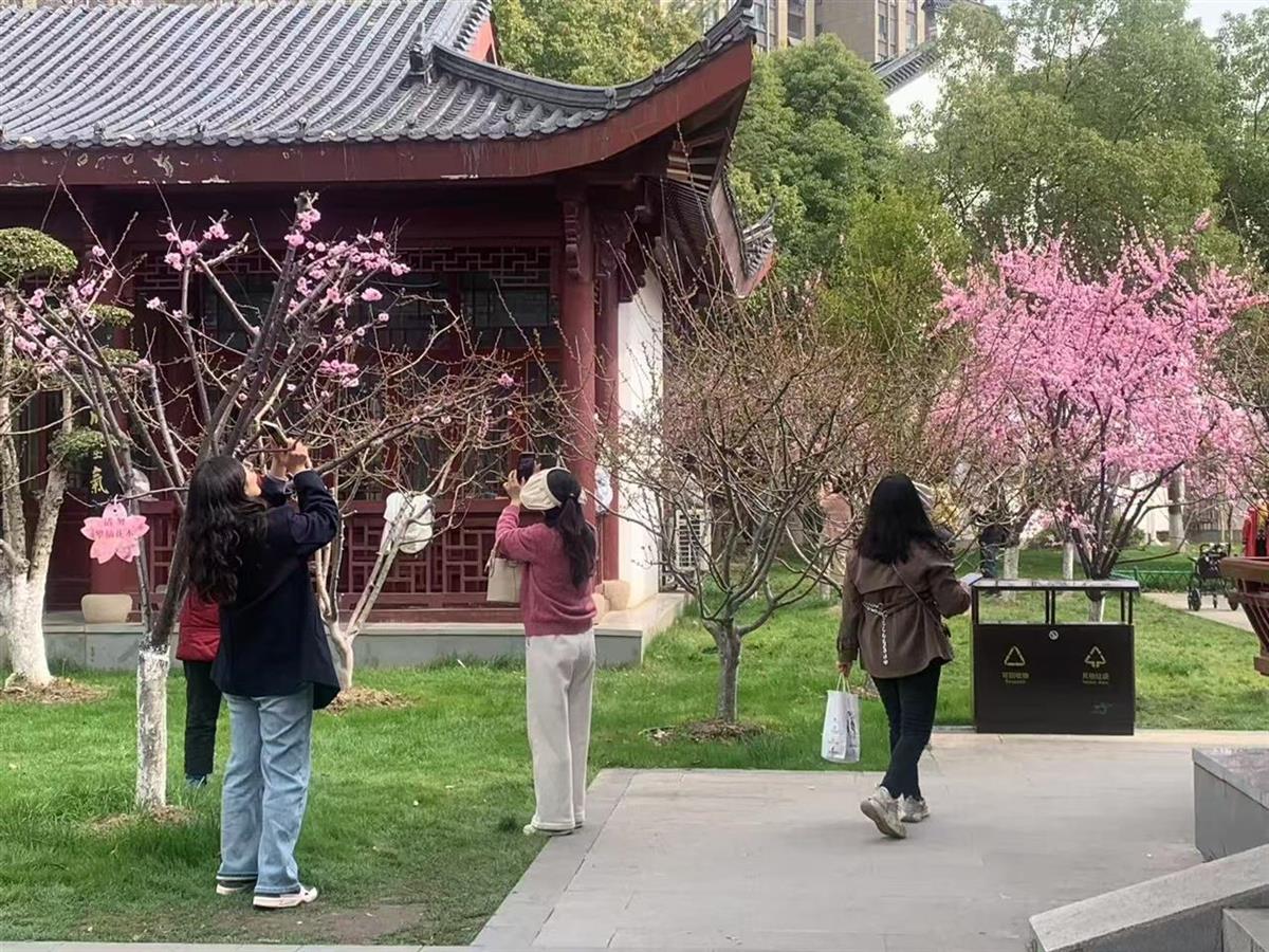 乘公交，赴一场浪漫樱花之约| 极目新闻