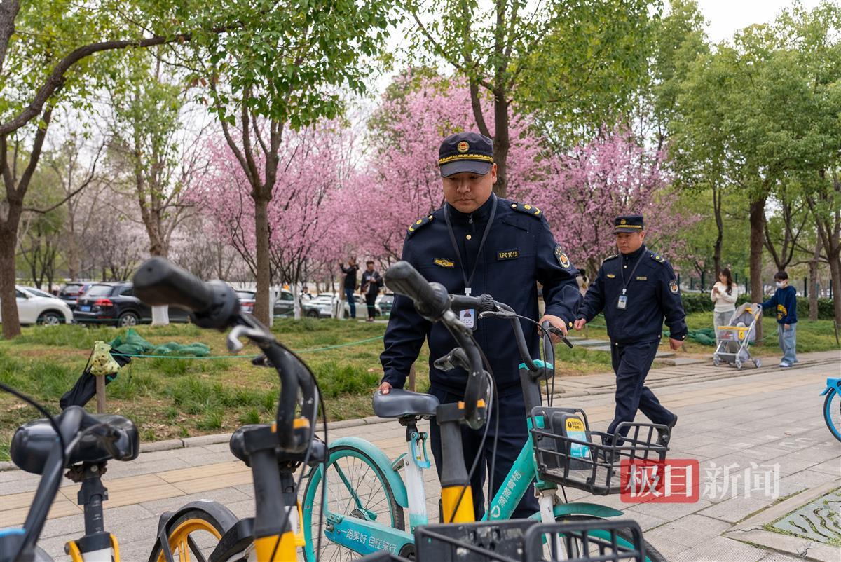 城管队员摆放共享单车.jpg