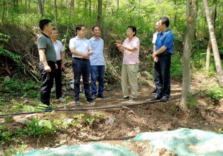 6月7日，十堰市郧阳区政协邀请专家和市场主体代表及区直相关部门负责人，围绕林下经济发展进行调研协商.jpg