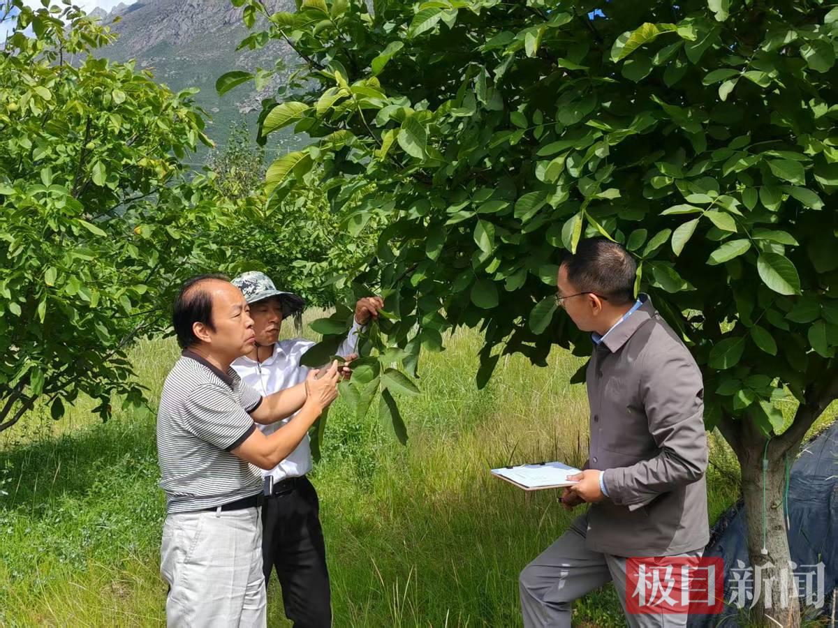 和同事们一道调查核桃病虫害发生情况.jpg