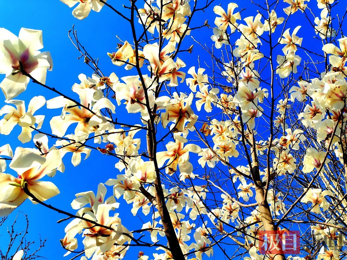 玉兰花.png 玉兰花.png