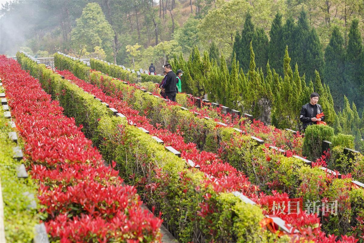 墓地绿化图片欣赏图片