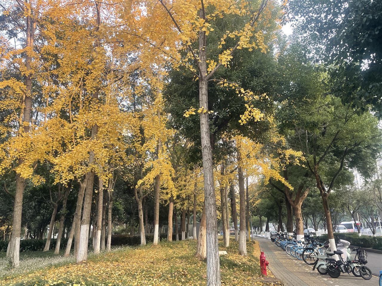 3、银杏谢幕金灿灿.jpg
