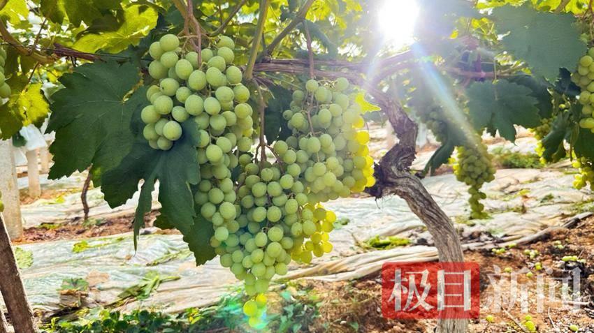 mmexport8b355dde07a6bffb964a6af8f0490eed_1751349922490.jpeg mmexport8b355dde07a6bffb964a6af8f0490eed_1751349922490.jpeg