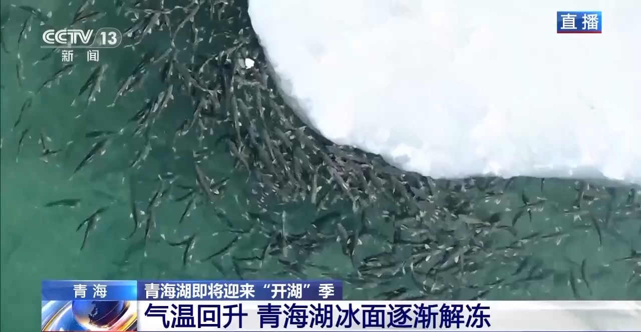 湟鱼探春、候鸟回归 青海湖即将迎来“开湖”季 | 极目新闻