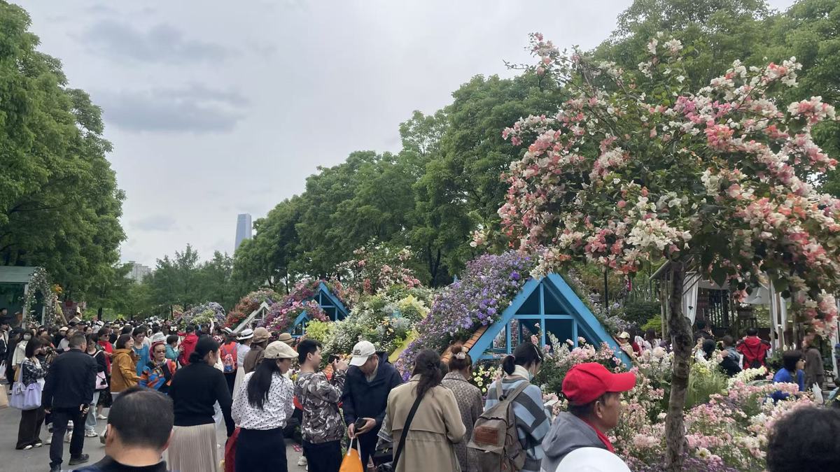 三角梅领衔花街.jpg