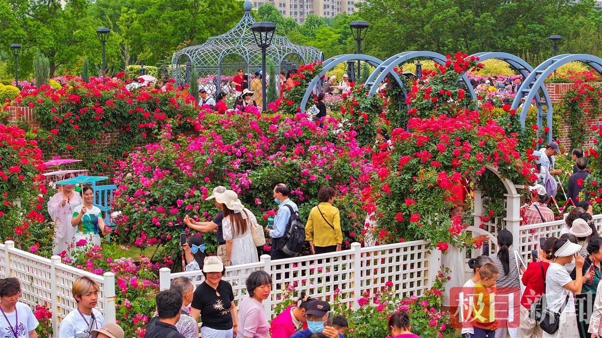 世界花园大会：市民迷恋月季园的五彩世界4.jpg